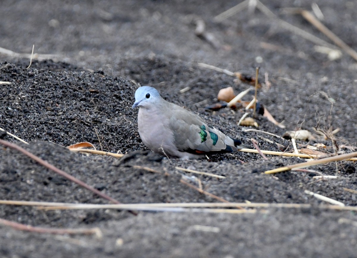 Emerald-spotted Wood-Dove - ML505111421