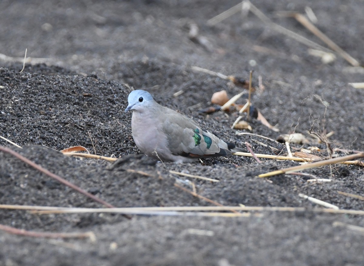 Emerald-spotted Wood-Dove - ML505111461