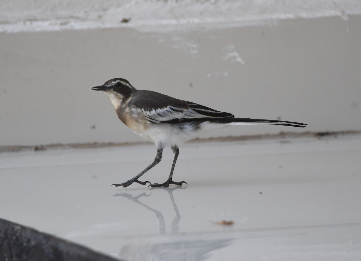 African Pied Wagtail - ML505117391
