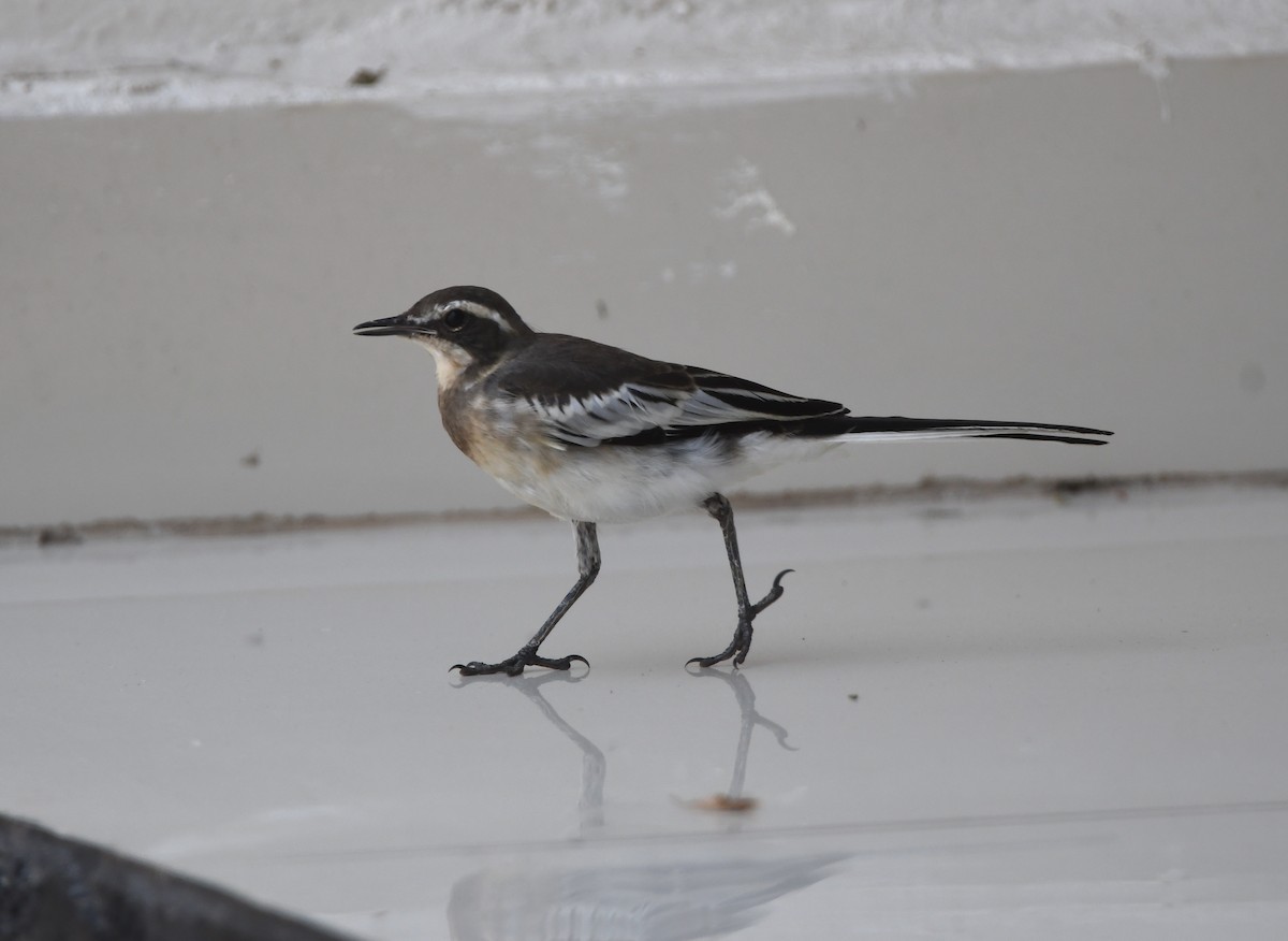 African Pied Wagtail - ML505117631