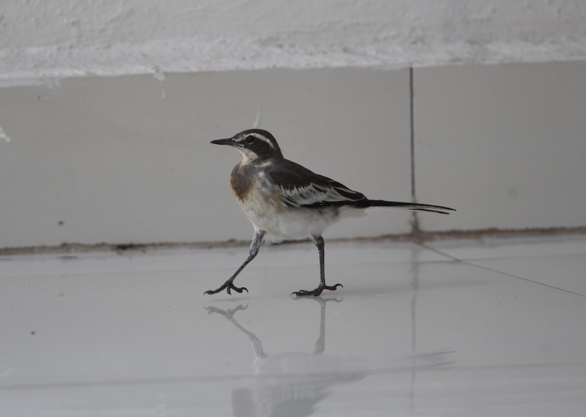 African Pied Wagtail - ML505117741