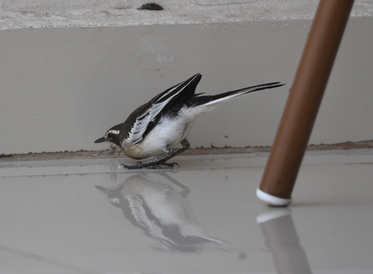 African Pied Wagtail - ML505117781
