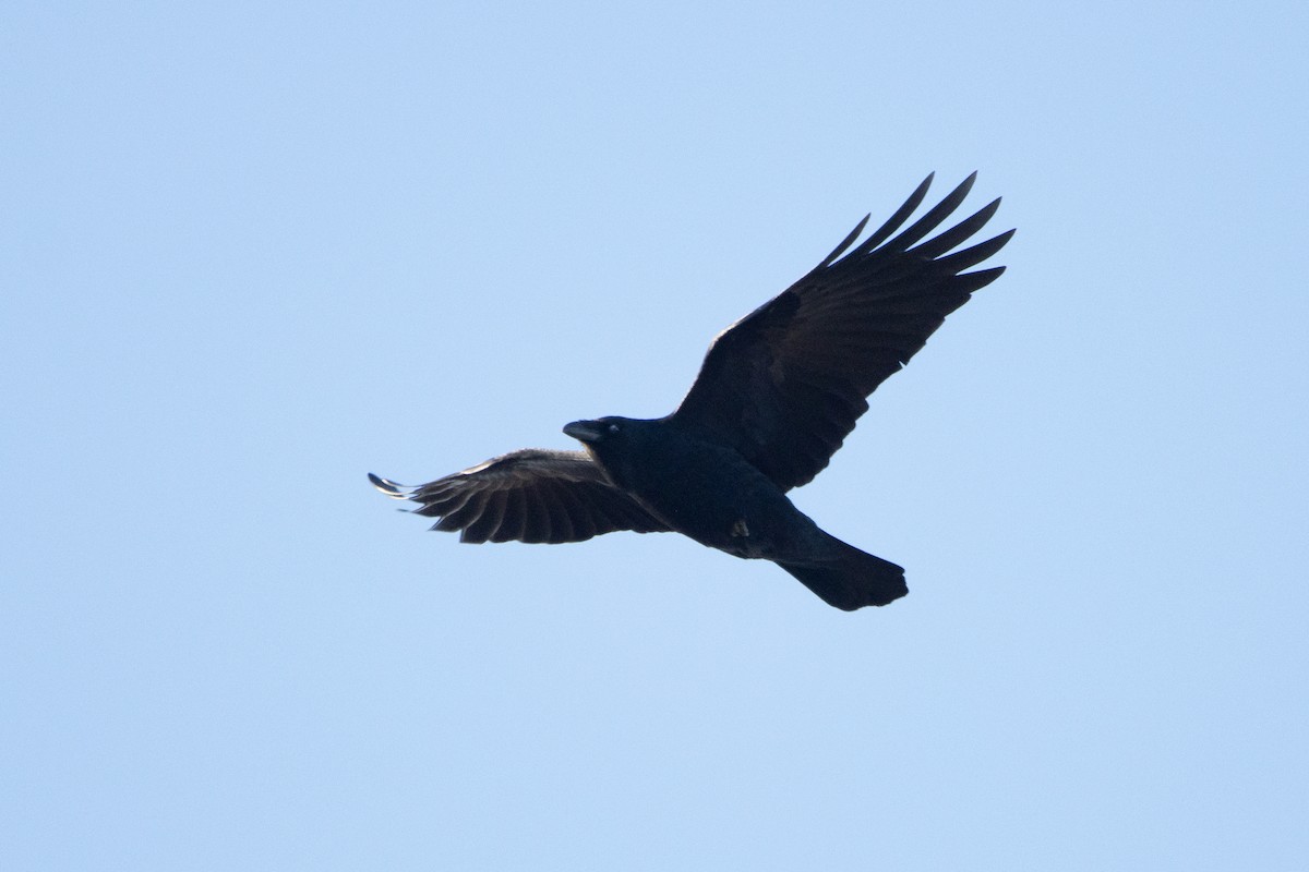 Common Raven - ML505119951