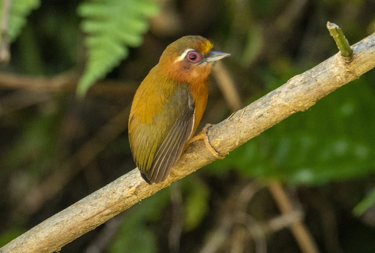White-browed Piculet - ML505123621