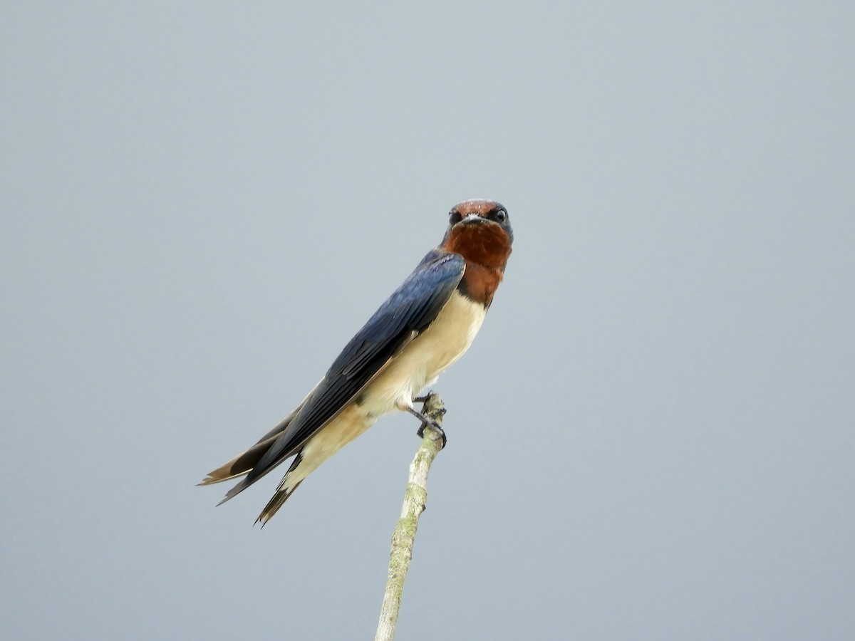 Barn Swallow (Buff-bellied) - ML505123991