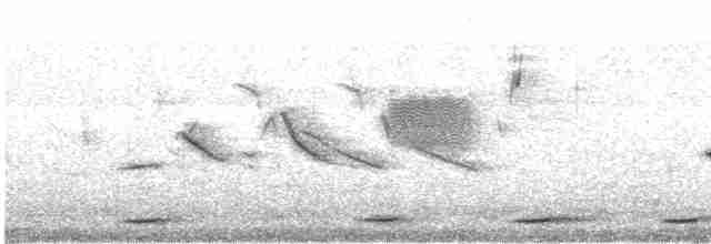 Серогрудый зобатый бегунок - ML505124521