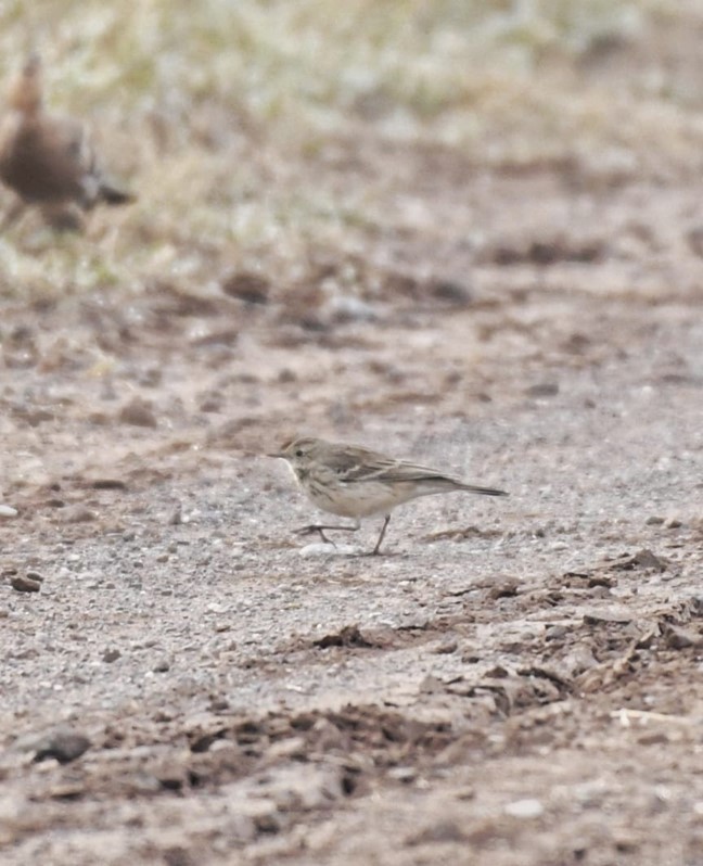 Water Pipit - ML505125051