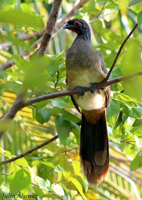  - West Mexican Chachalaca - 