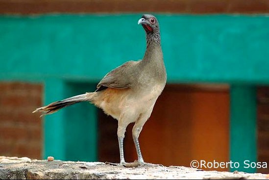  - West Mexican Chachalaca - 
