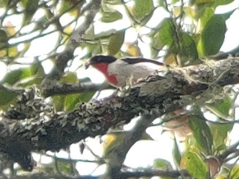 Cherry-throated Tanager - ML505126441