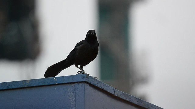Great-tailed Grackle - ML505126691