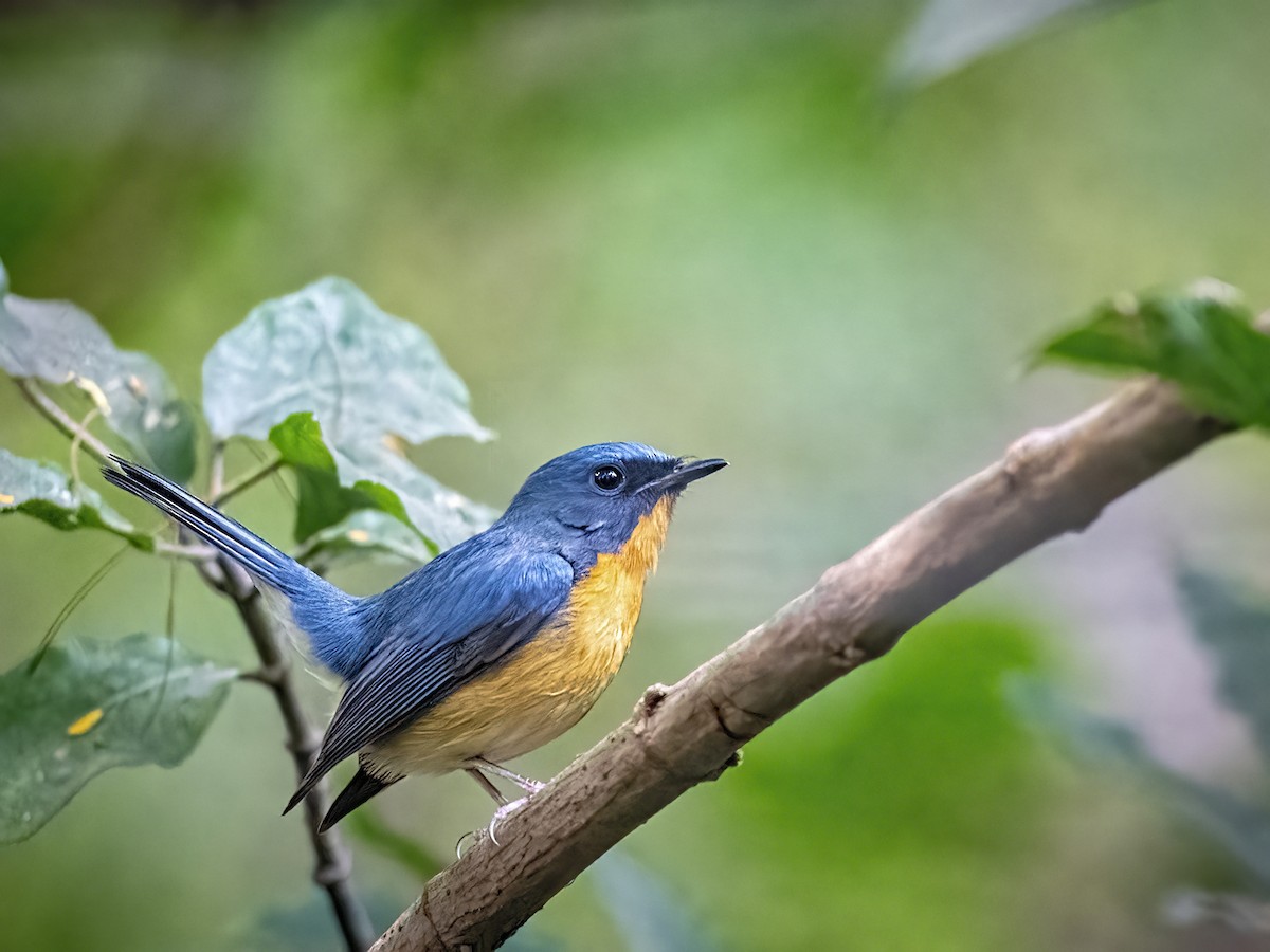Blue-throated/Tickell's Blue Flycatcher - Arpan Saha