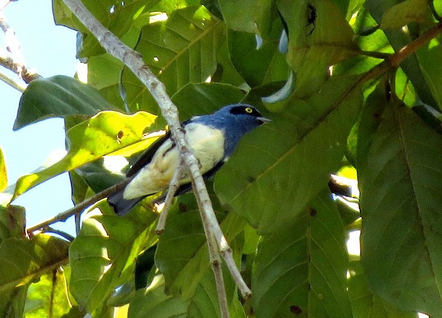  - White-bellied Dacnis - 