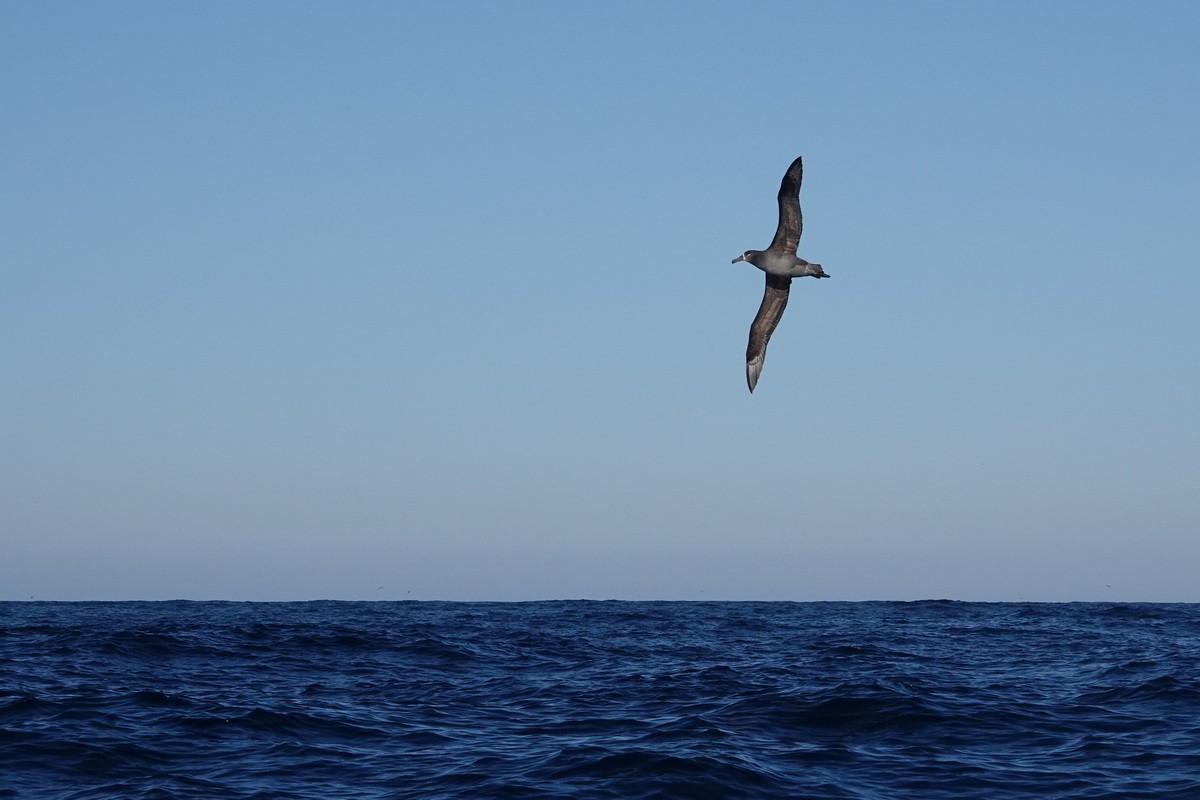 Black-footed Albatross - ML505133181