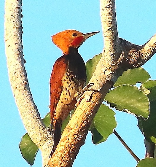 Ringed Woodpecker (Amazonian Black-breasted) - ML505138621