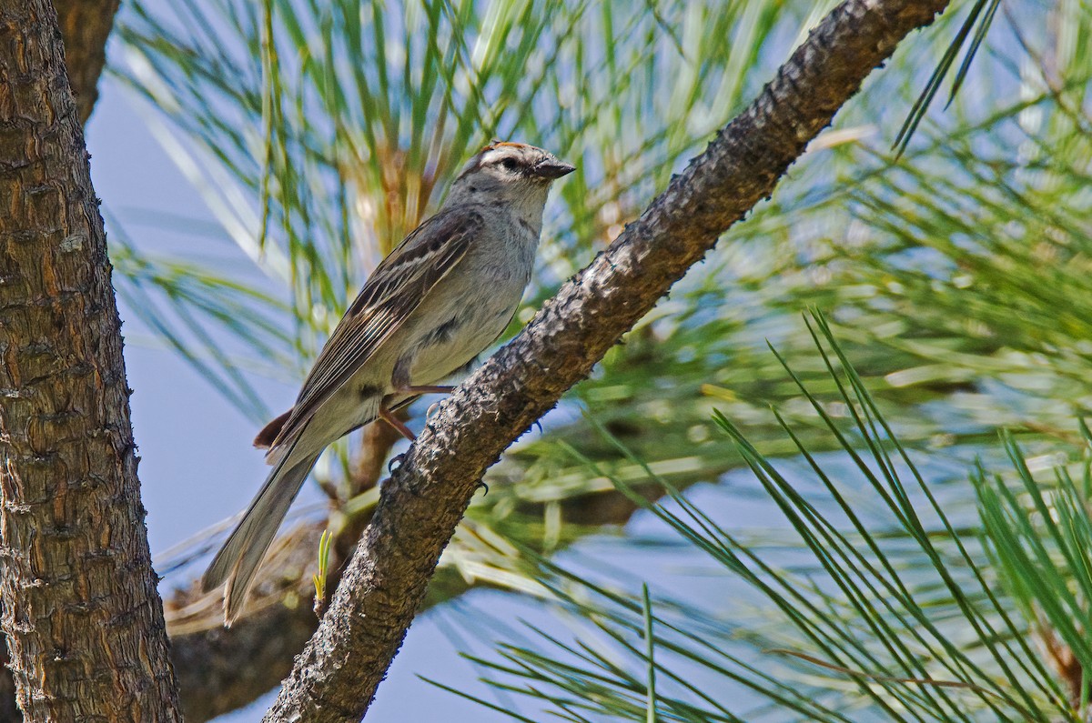 Chipping Sparrow - ML505140201