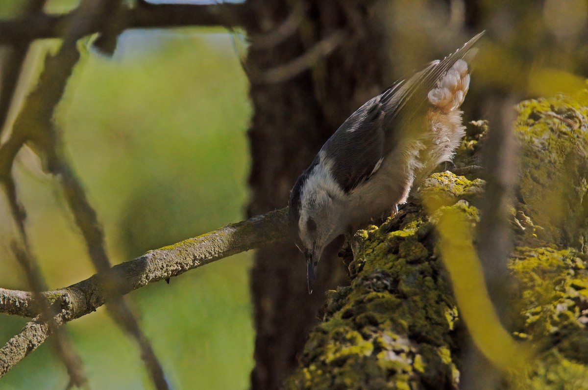 White-breasted Nuthatch - Vic Hubbard