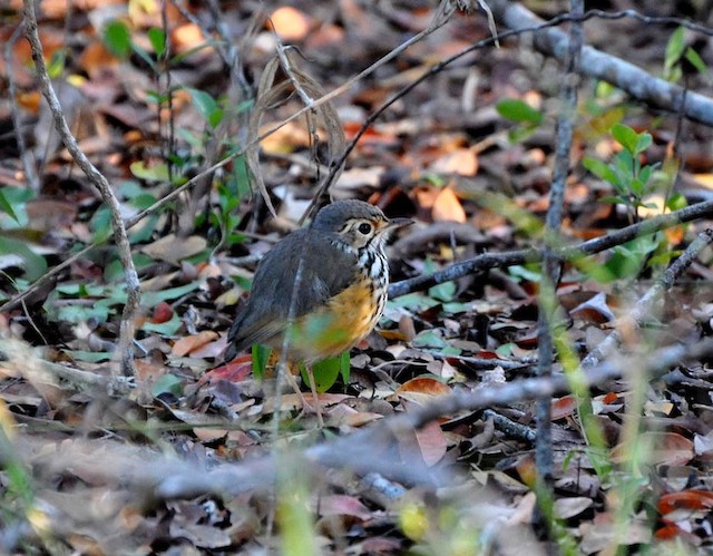 White-browed Antpitta adult - White-browed Antpitta - 