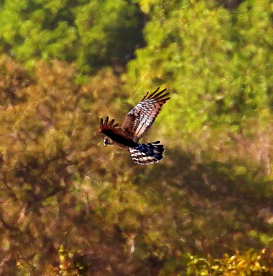 Long-winged Harrier - Mats Hildeman
