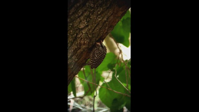 Checkered Woodpecker - ML505145821