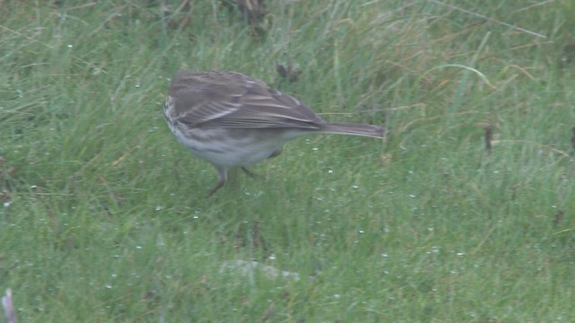 Water Pipit - ML505147881