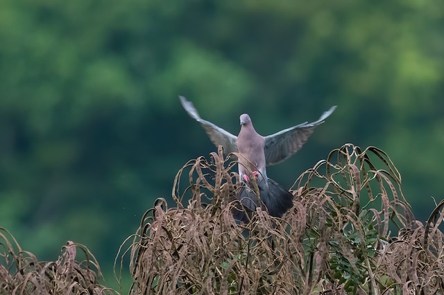 Plain Pigeon