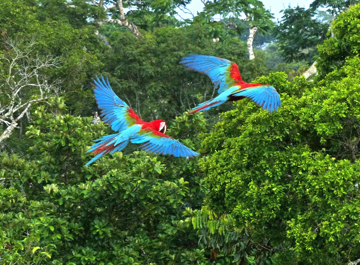 Red-and-green Macaw - Jean Iron