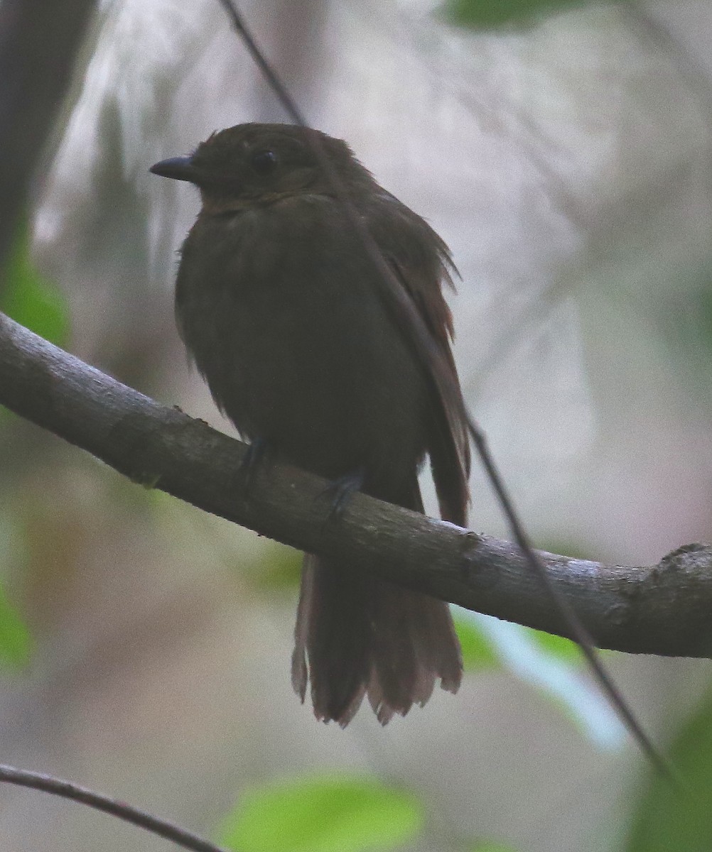 Brown-winged Schiffornis - ML505154061