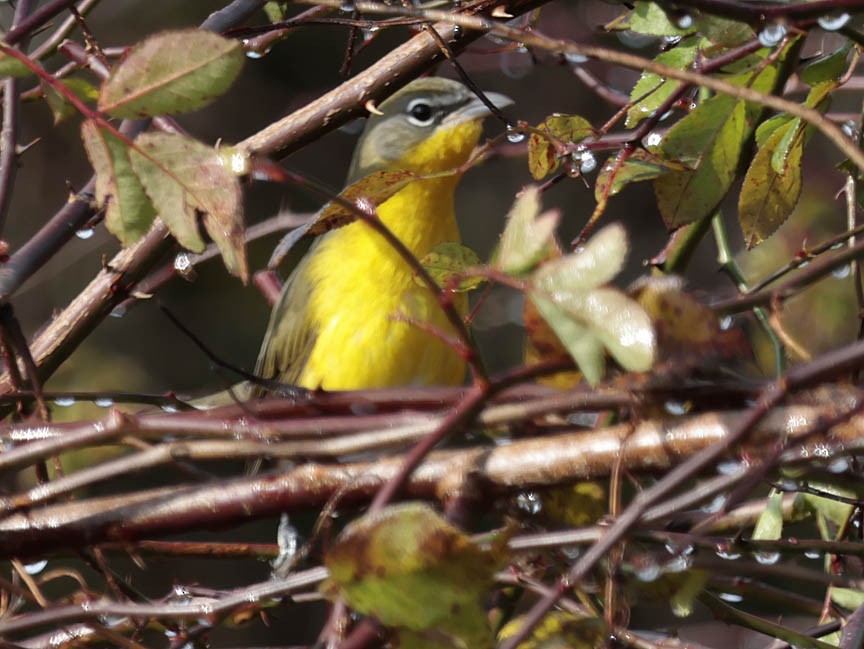 Yellow-breasted Chat - ML505156841