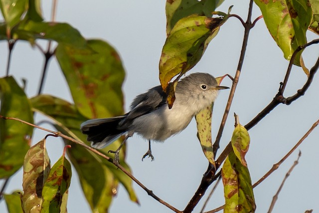 https://cdn.download.ams.birds.cornell.edu/api/v1/asset/505158291/