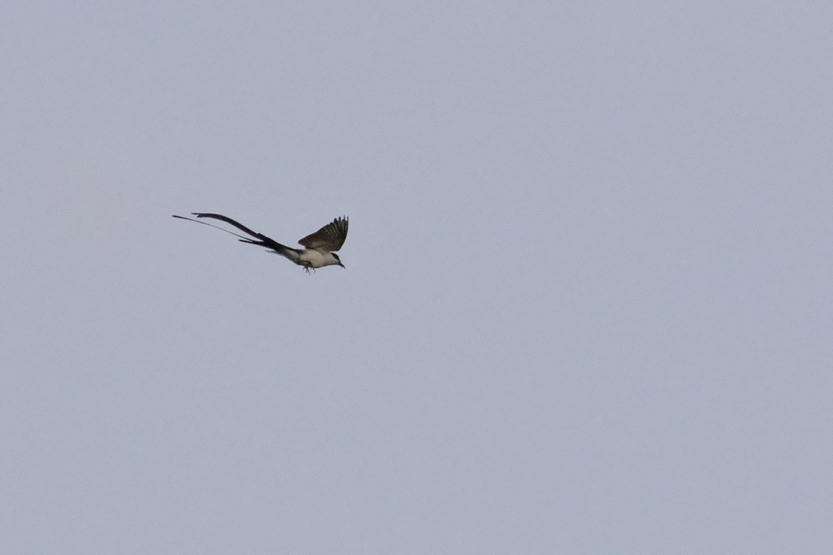 Fork-tailed Flycatcher - ML505158961