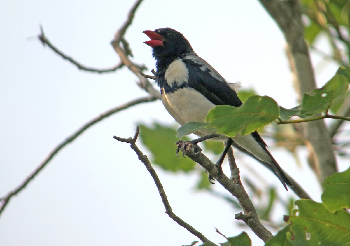 Red-billed Pied Tanager - ML505161261