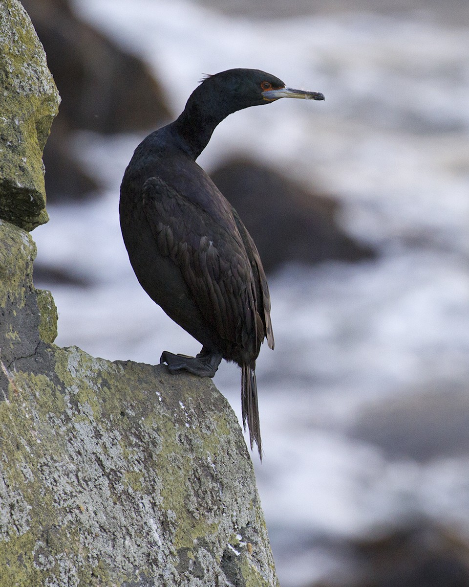 Red-faced Cormorant - ML50516141