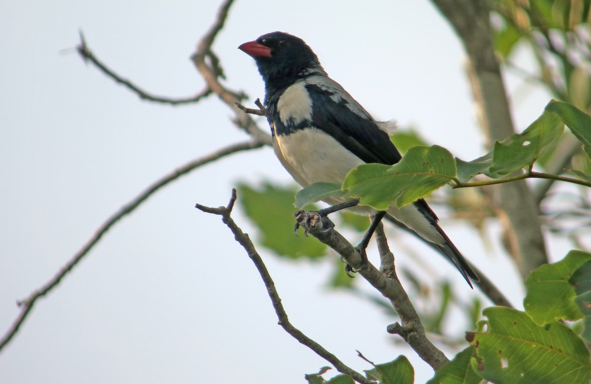 Red-billed Pied Tanager - ML505161451