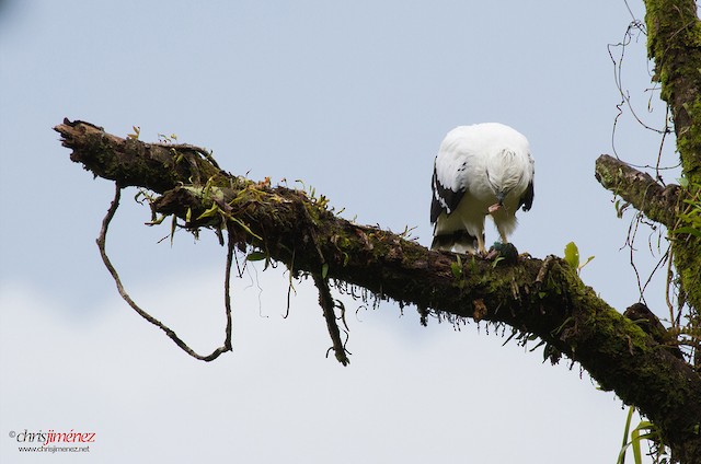 White Hawk eating Emerald Toucanet - White Hawk - 