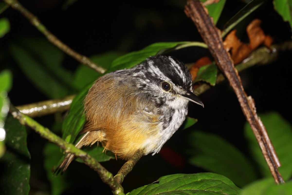 Guianan Warbling-Antbird - ML505165351