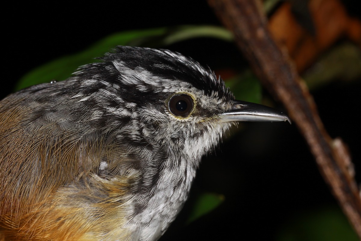Guianan Warbling-Antbird - ML505165361
