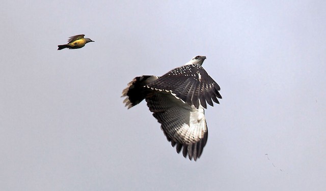 White Hawk being mobbed by Tropical Kingbird - White Hawk - 