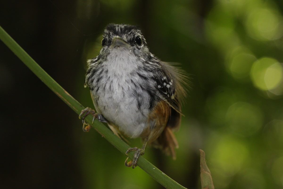 Guianan Warbling-Antbird - Vincent Rufray