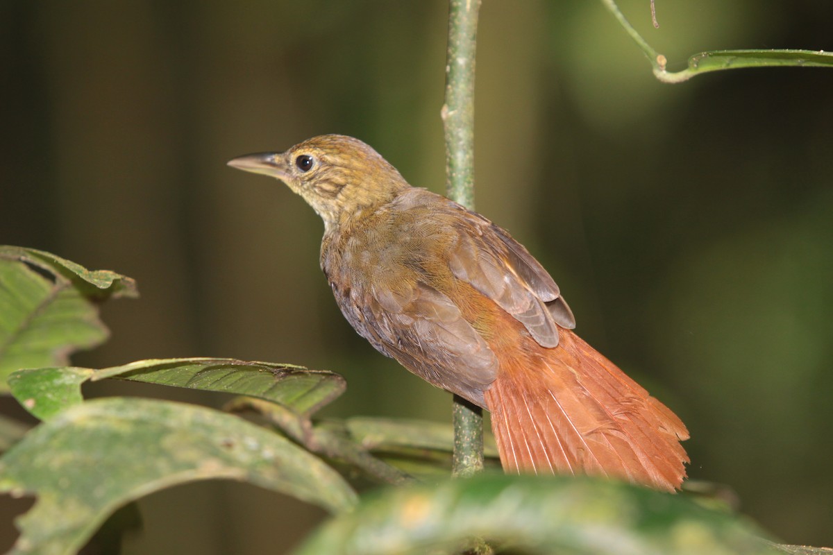 Olive-backed Foliage-gleaner - ML505167921