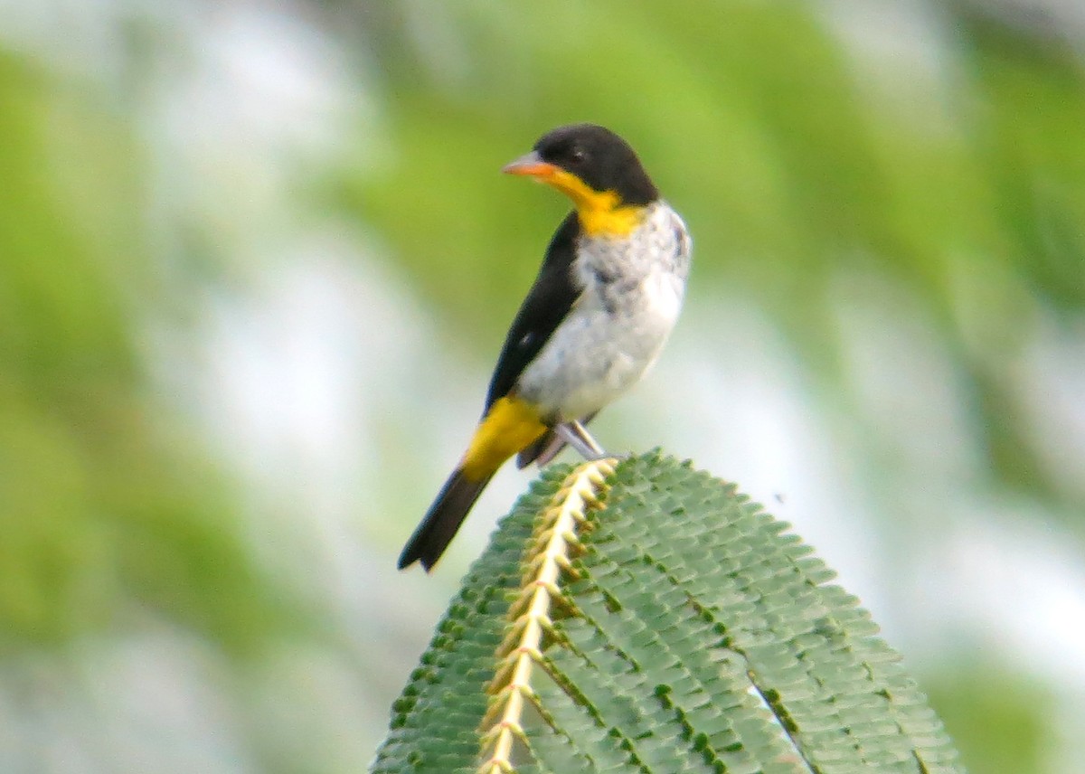 Yellow-backed Tanager - ML505169341