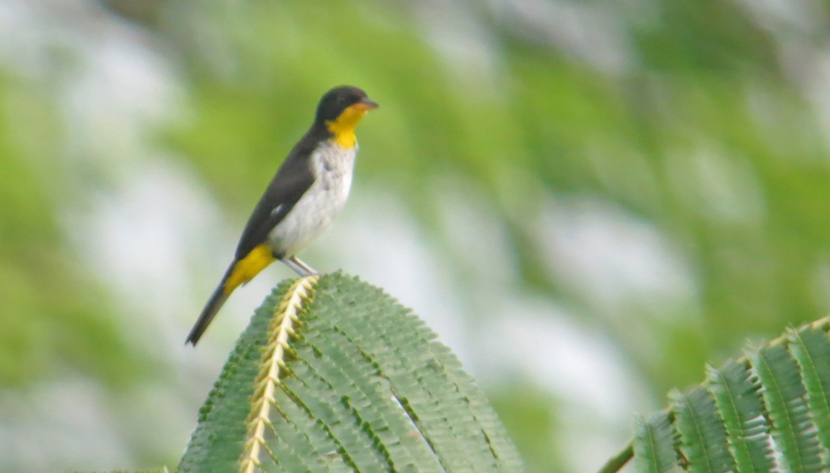 Yellow-backed Tanager - Jean Iron