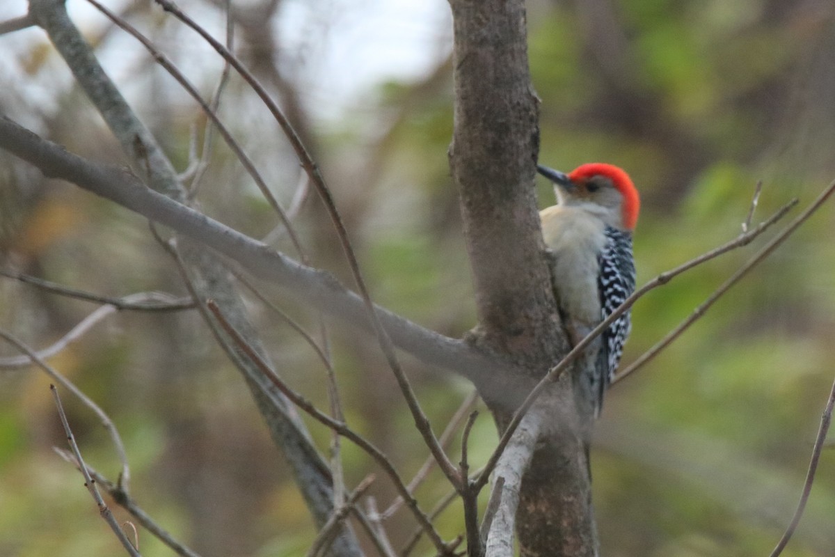 Red-bellied Woodpecker - Andrew E and Rebecca A Steinmann