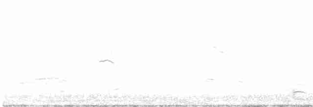 Common Chiffchaff (Siberian) - ML505177081