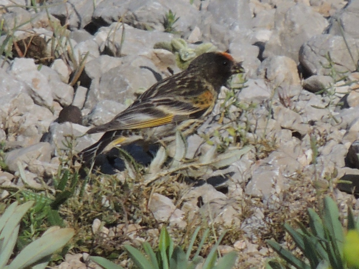 Fire-fronted Serin - ML505177801