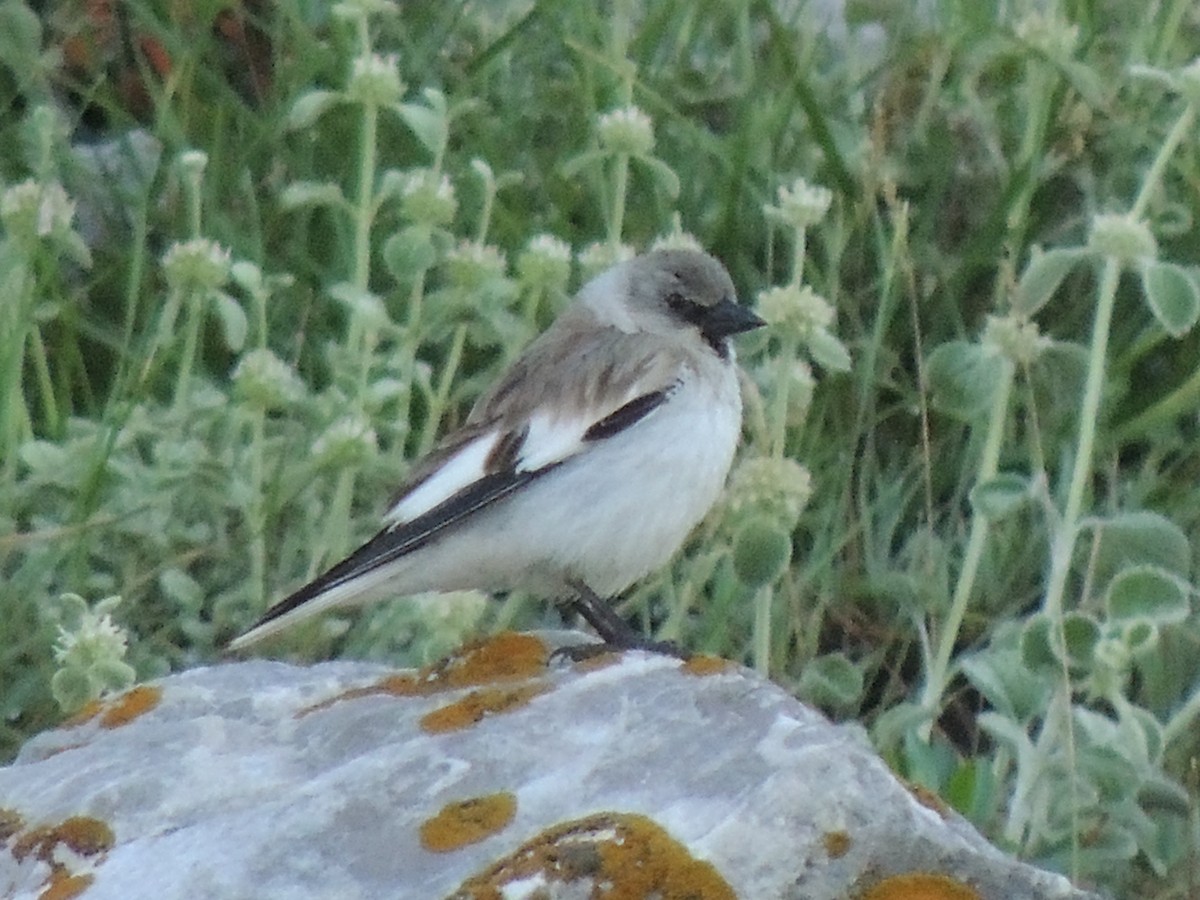 White-winged Snowfinch - ML505177911