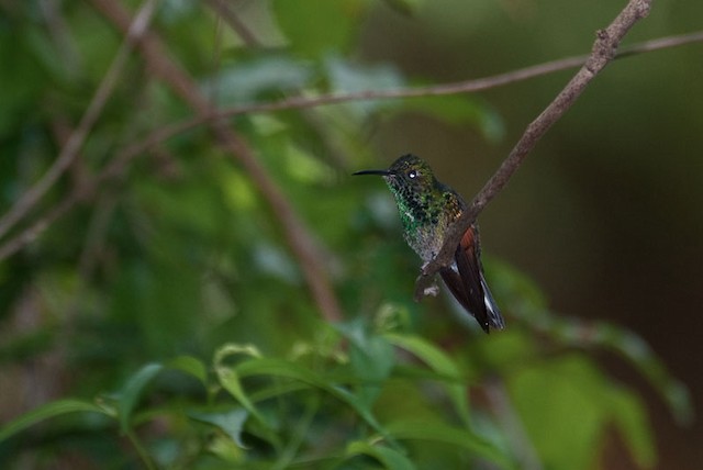  - White-tailed Hummingbird - 