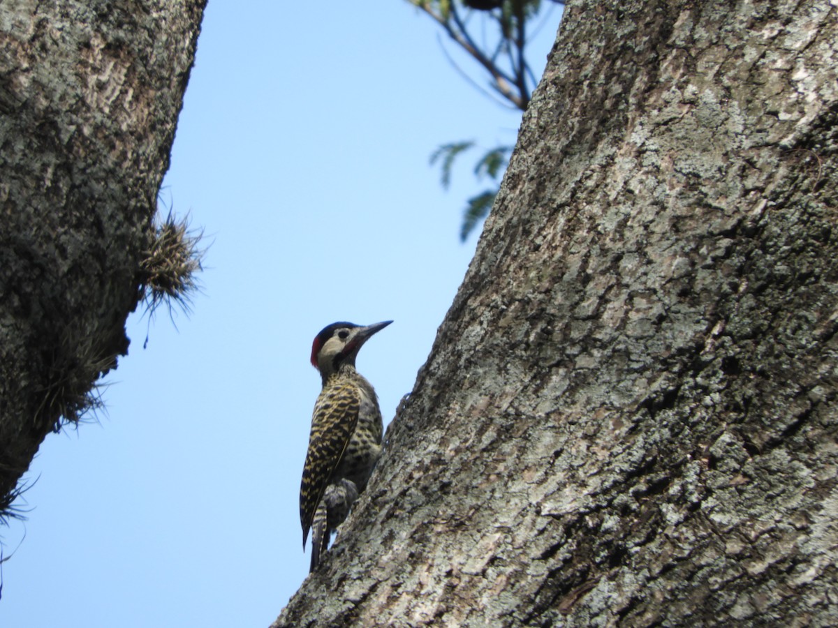 Green-barred Woodpecker - ML505190681