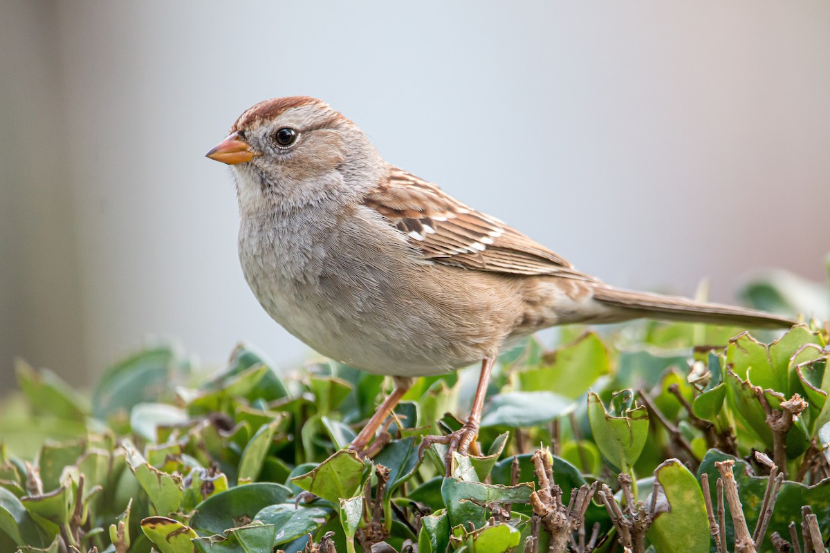 White-crowned Sparrow - ML505191041