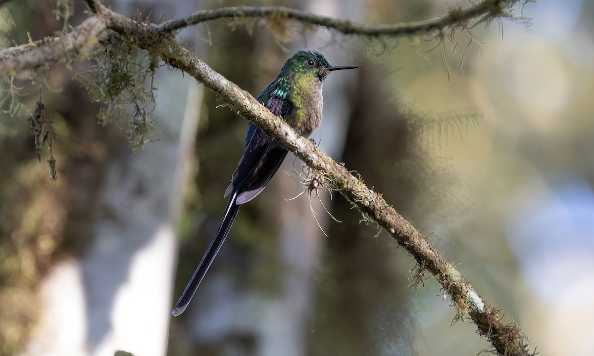 Violet-tailed Sylph - ML505195801